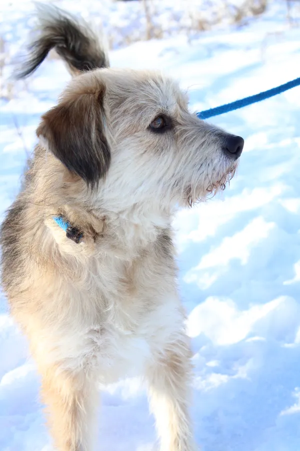 Pies do adopcji, Jelenia Góra, 28 grudnia 2023 (4/4)