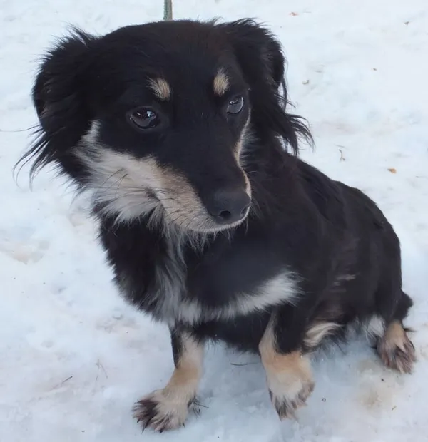 Znaleziono psa, Nowa Krępa, 21 stycznia 2024