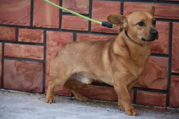 Pies do adopcji, Ropczyce, 24 stycznia 2024
