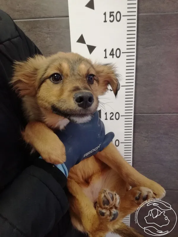 Pies do adopcji, Chełmek, 9 stycznia 2024