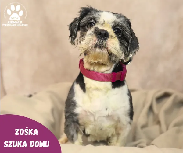 Pies do adopcji, Starogard Gdański, 24 stycznia 2024 (1/2)