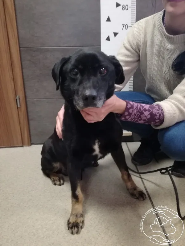 Pies do adopcji, Chełmek, 8 stycznia 2024