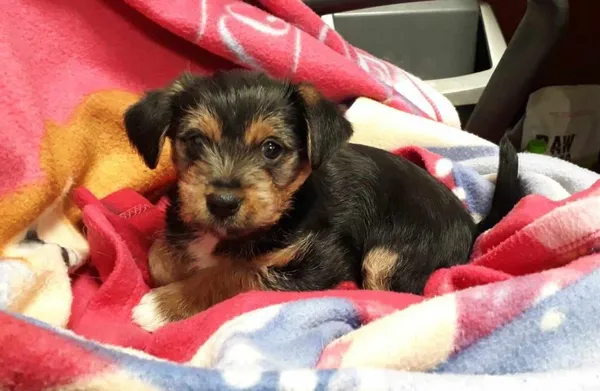 Znaleziono psa, Toruń, 21 stycznia 2024