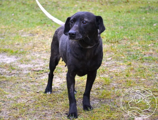 Pies do adopcji, Chełmek, 21 grudnia 2023