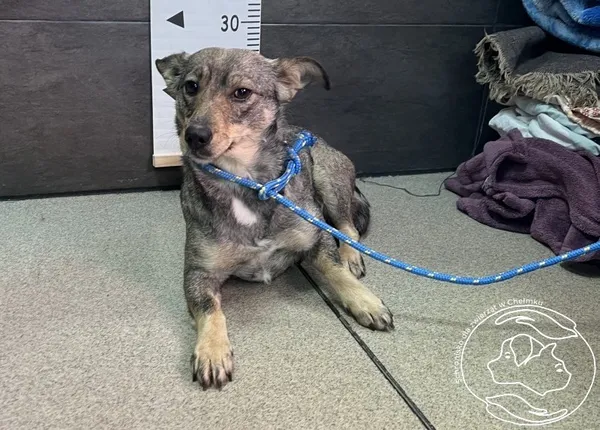 Pies do adopcji, Chełmek, 5 stycznia 2024