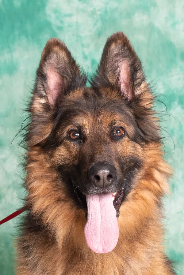 Pies do adopcji, Gdańsk, 8 listopada 2025