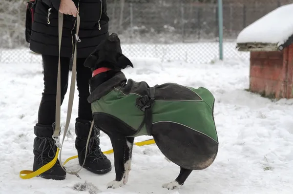 Pies do adopcji, Olsztyn, 9 listopada 2023 (2/5)