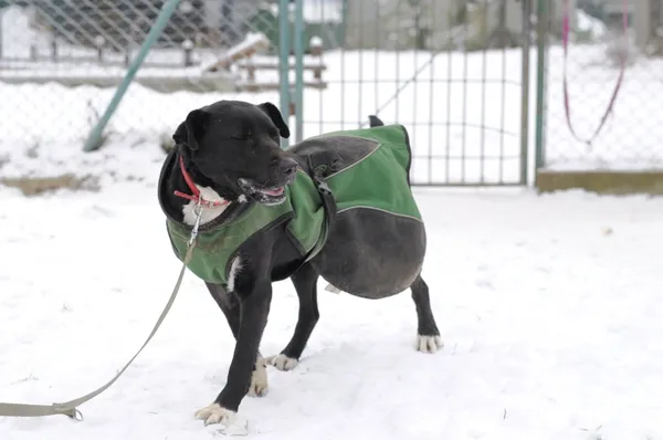 Pies do adopcji, Olsztyn, 9 listopada 2023 (4/5)