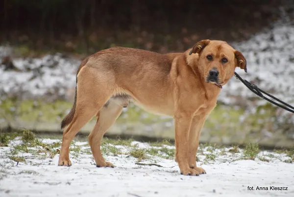 Znaleziono psa, Toruń, 29 grudnia 2023