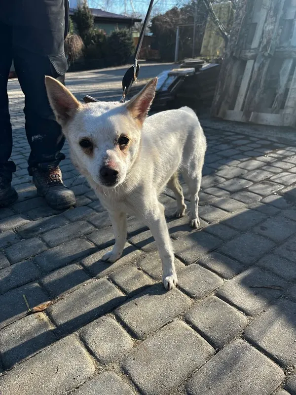 Pies do adopcji, Orzechowce, 30 stycznia 2024 (2/3)