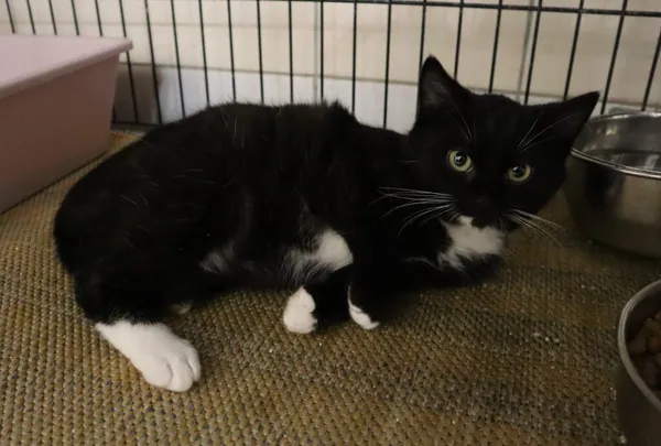 Kot do adopcji, Częstochowa, 5 grudnia 2023 (1/3)