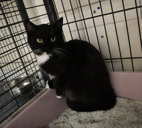 Kot do adopcji, Częstochowa, 5 grudnia 2023 (2/3)