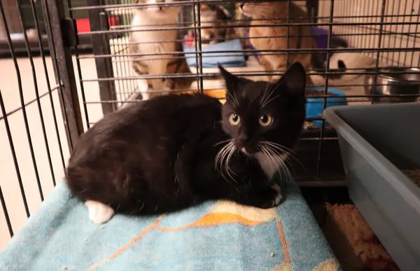 Kot do adopcji, Częstochowa, 5 grudnia 2023 (3/3)