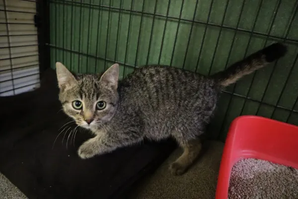 Kot do adopcji, Częstochowa, 5 grudnia 2023 (1/2)