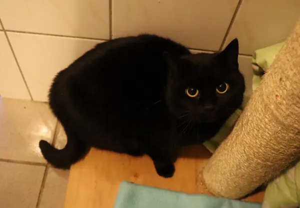 Kot do adopcji, Częstochowa, 28 listopada 2023 (1/2)