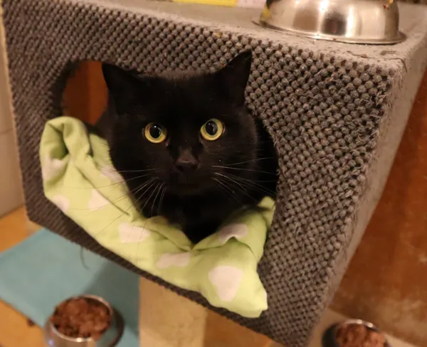 Kot do adopcji, Częstochowa, 28 listopada 2023 (2/2)