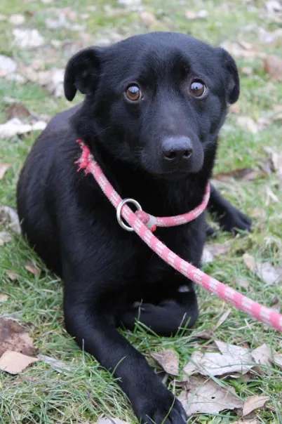 Pies do adopcji, Bełchatów, 9 stycznia 2024 (1/5)