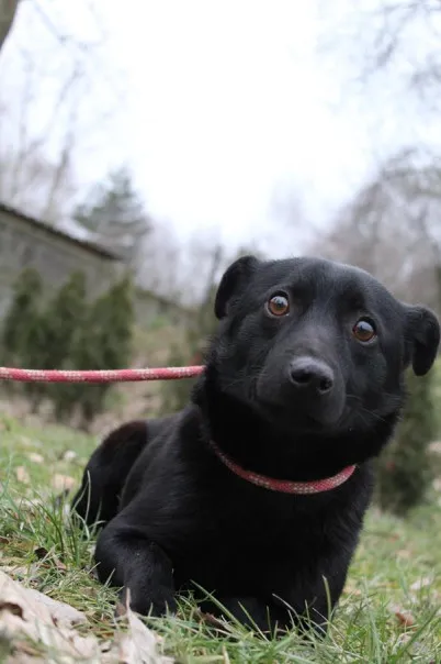 Pies do adopcji, Bełchatów, 9 stycznia 2024 (2/5)