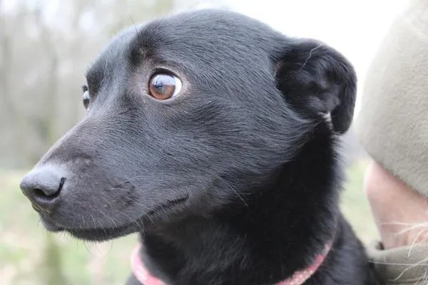 Pies do adopcji, Bełchatów, 9 stycznia 2024 (3/5)