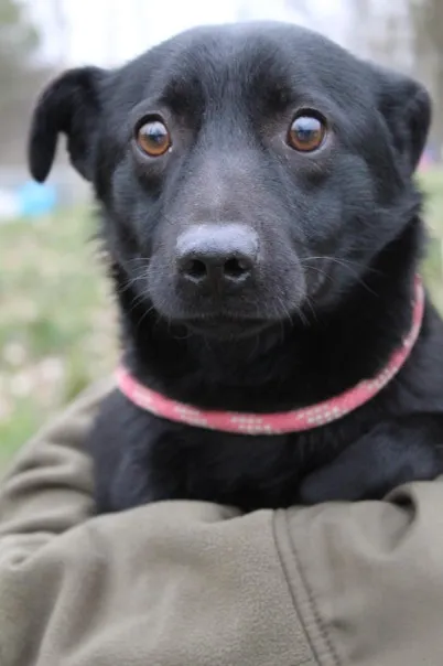 Pies do adopcji, Bełchatów, 9 stycznia 2024 (4/5)