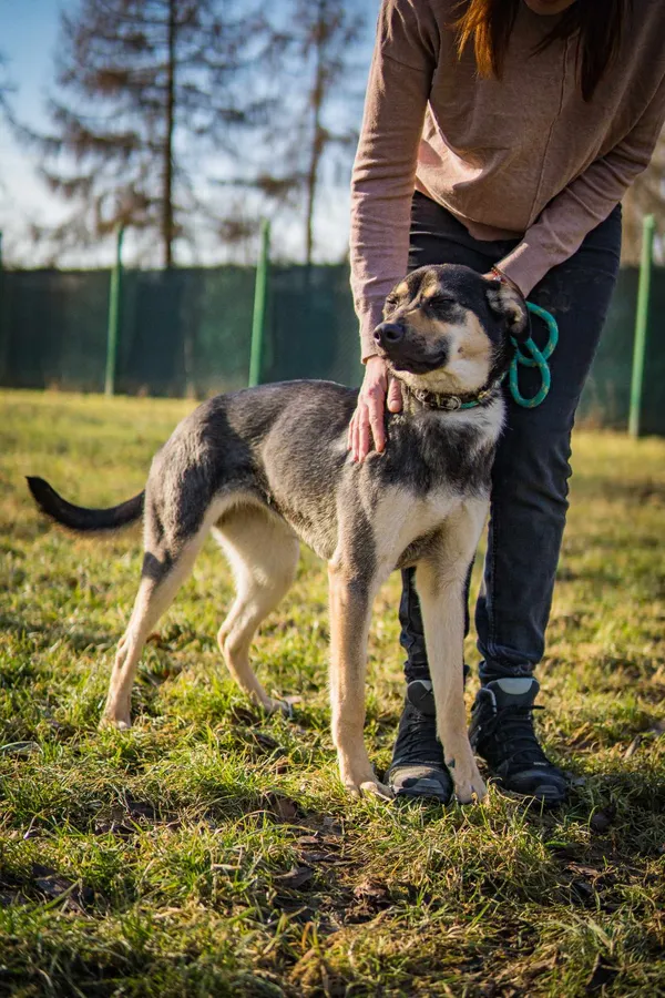 Pies do adopcji, Jelenia Góra, 25 stycznia 2024 (3/4)