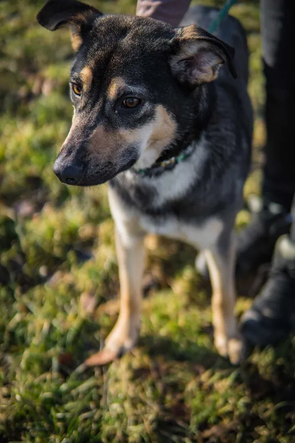 Pies do adopcji, Jelenia Góra, 25 stycznia 2024 (4/4)