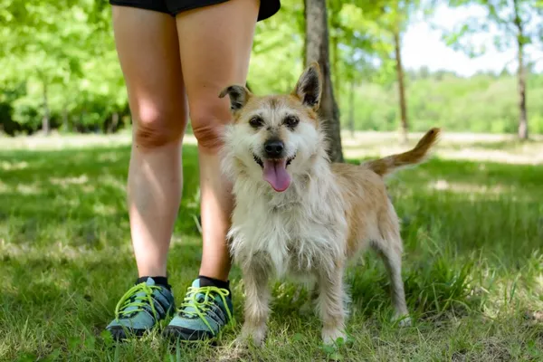 Pies do adopcji, Radom, 14 lipca 2024 (1/5)