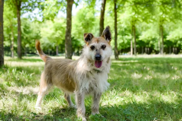 Pies do adopcji, Radom, 14 lipca 2024 (2/5)