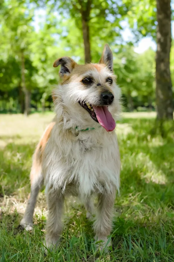 Pies do adopcji, Radom, 14 lipca 2024 (3/5)