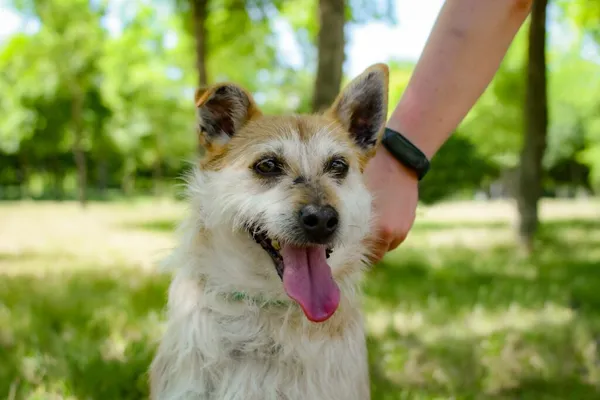 Pies do adopcji, Radom, 14 lipca 2024 (4/5)