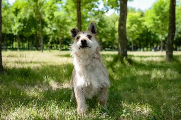 Pies do adopcji, Radom, 14 lipca 2024 (5/5)