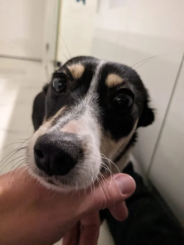 Pies do adopcji, Radom, 31 stycznia 2024 (3/5)