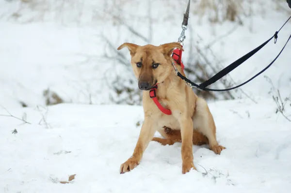 Pies do adopcji, Nowodwór, 21 stycznia 2024 (1/5)