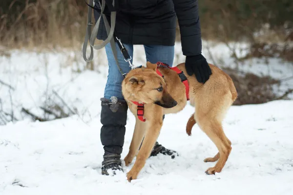 Pies do adopcji, Nowodwór, 21 stycznia 2024 (2/5)
