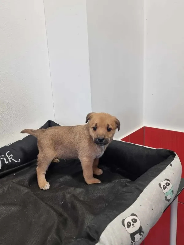 Pies do adopcji, Ropczyce, 1 lutego 2024