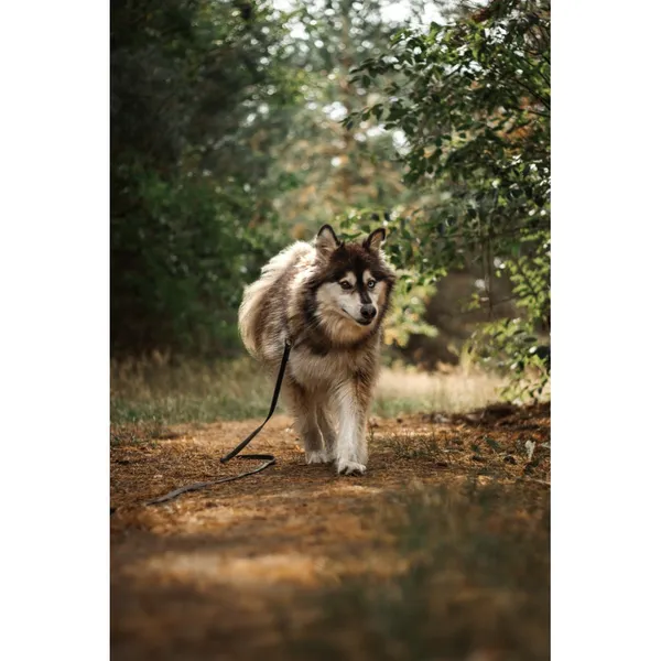 Znaleziono psa, Białystok, 31 grudnia 2023 (1/5)