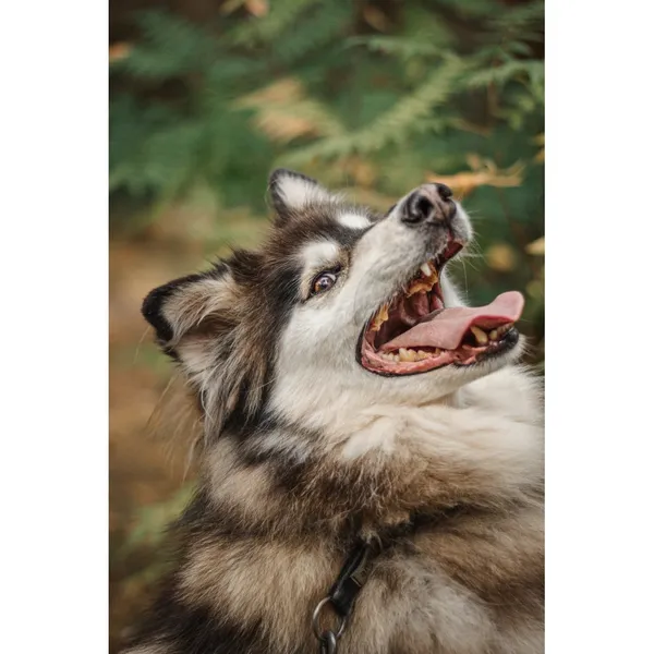 Znaleziono psa, Białystok, 31 grudnia 2023 (3/5)