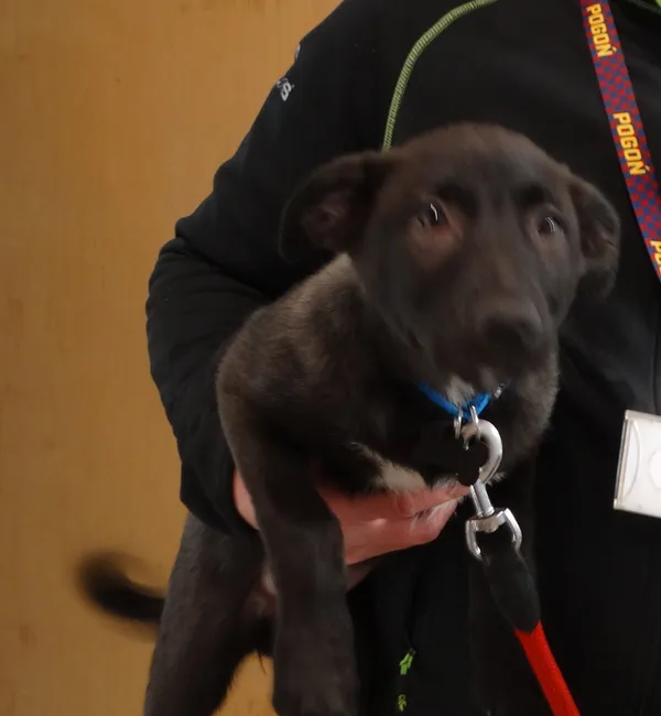 Pies do adopcji, Szczecin, 3 lutego 2024 (2/2)