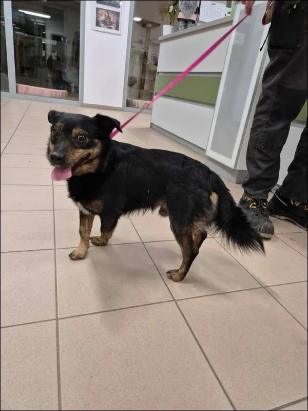 Znaleziono psa, Grudziądz, 3 lutego 2024