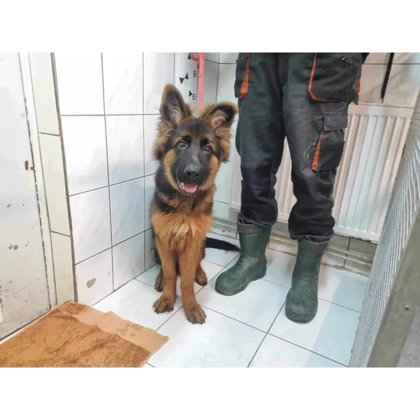 Znaleziono psa, Białystok, 3 lutego 2024