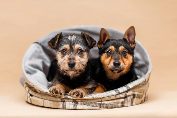 Pies do adopcji, Elbląg, 3 lutego 2024 (1/3)