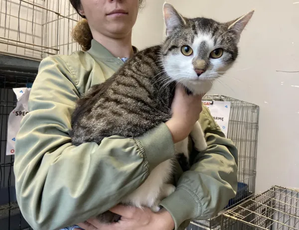 Kot do adopcji, Świdnica, 2 stycznia 2024