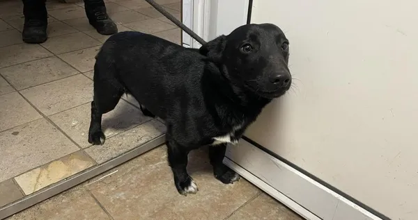 Znaleziono psa, Toruń, 3 lutego 2024