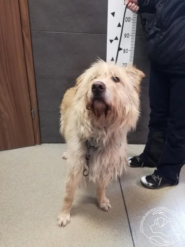 Pies do adopcji, Chełmek, 11 stycznia 2024