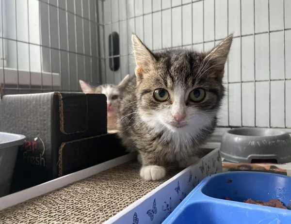 Kot do adopcji, Świdnica, 27 grudnia 2023