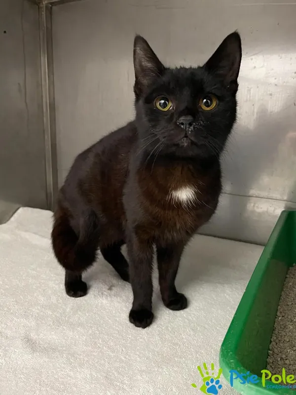 Kot do adopcji, Racławice, 2 lutego 2024 (3/3)