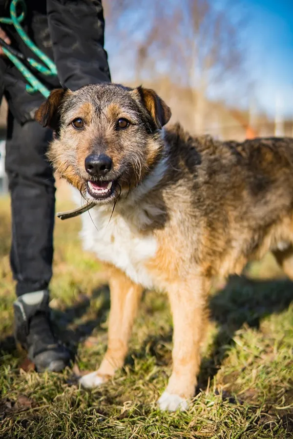 Pies do adopcji, Jelenia Góra, 16 stycznia 2024 (2/5)