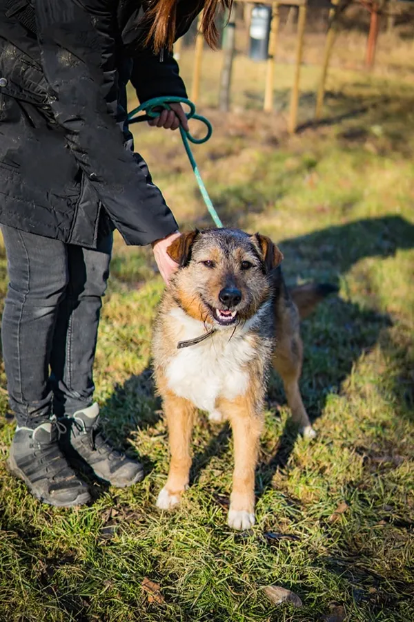 Pies do adopcji, Jelenia Góra, 16 stycznia 2024 (4/5)