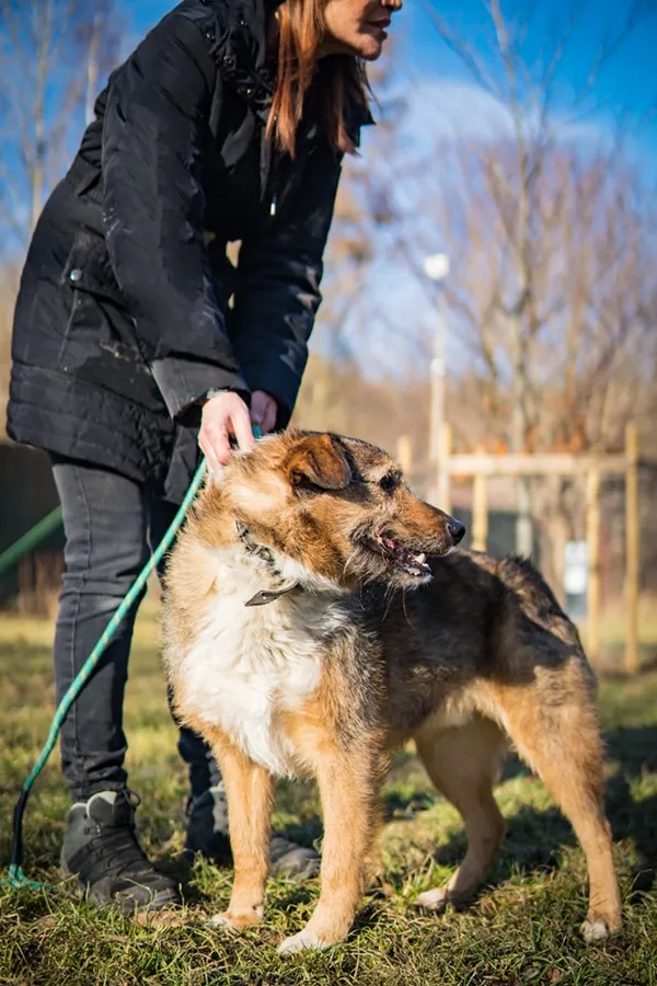 Pies do adopcji, Jelenia Góra, 16 stycznia 2024 (5/5)