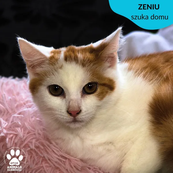 Kot do adopcji, Dąbrówka, 21 września 2023 (1/4)